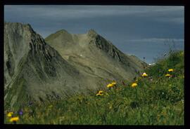 Alpenblumen