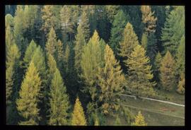 Bäume im Herbst