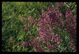 Alpenblumen