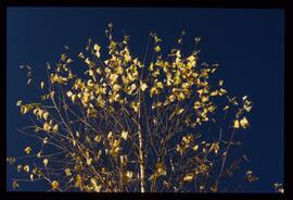 Bäume im Herbst