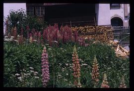 Gartenblumen