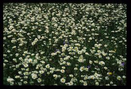 Alpenblumen