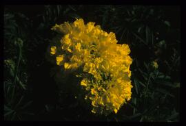 Alpenblumen