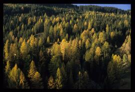 Bäume im Herbst