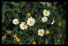 Wiesenblumen