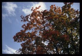 Bäume im Herbst