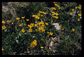 Wiesenblumen