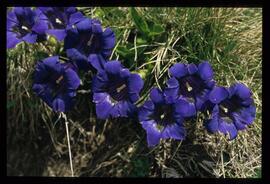 Alpenblumen