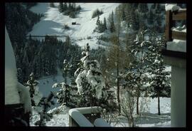 Zweige mit Schnee und Raureif
