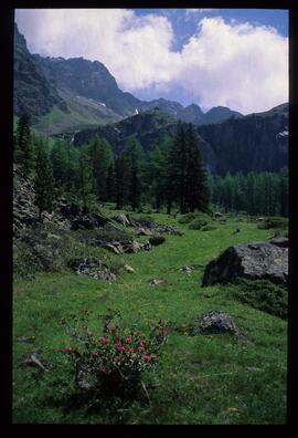 Landschaft im Sommer