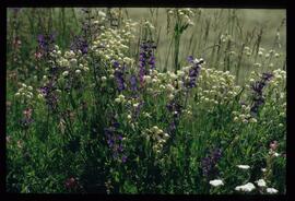 Alpenblumen