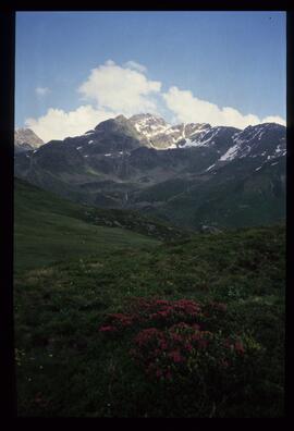 Landschaft im Sommer