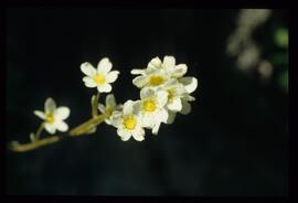 Wiesenblumen