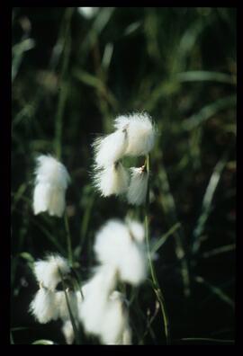 Blumen und Gräser