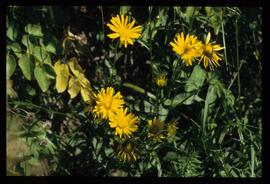 Alpenblumen