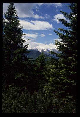 Landschaft im Sommer