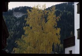 Bäume im Herbst