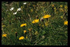 Alpenblumen