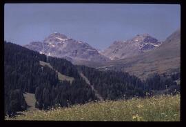 Landschaft im Sommer