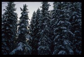 Landschaft im Winter