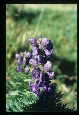 Blumen