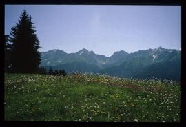 Landschaft im Sommer