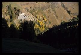 Bäume im Herbst