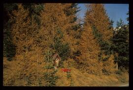 Landschaft im Sommer