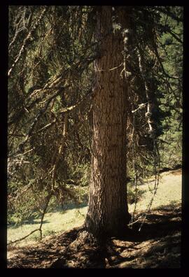 Landschaft im Sommer