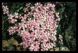 Blumen