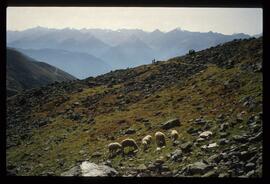 Landschaft im Sommer