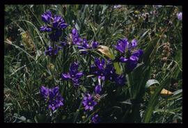 Wiesenblumen