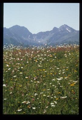 Blumen und Gräser