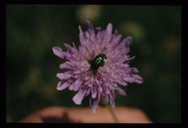 Alpenblumen