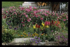 Gartenblumen