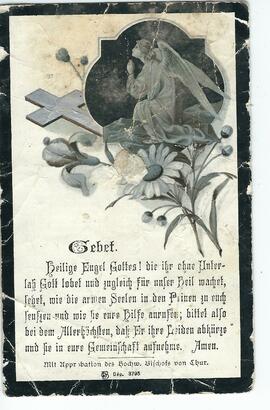 Chrysanth Stigger 2