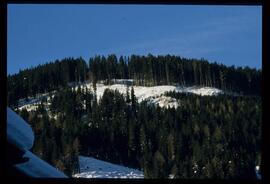 Zweige mit Schnee und Raureif