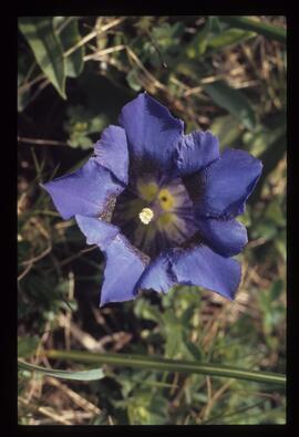 Blumen