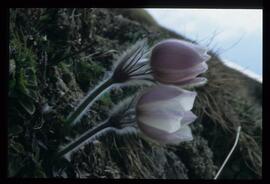 Alpenblumen