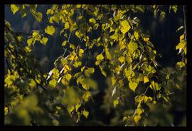 Bäume im Herbst