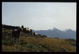 Landschaft im Sommer