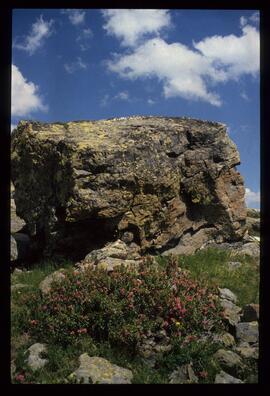 Landschaft im Sommer