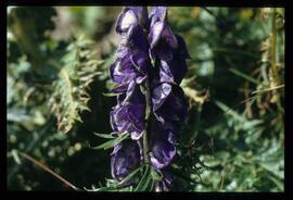 Alpenblumen