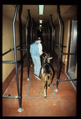 Gaisbock in U-Bahn