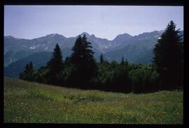 Landschaft im Sommer