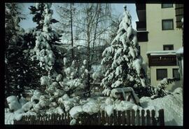 Zweige mit Schnee und Raureif