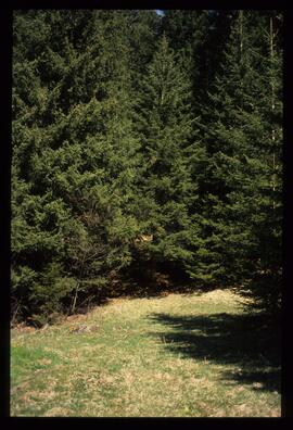 Landschaft im Sommer