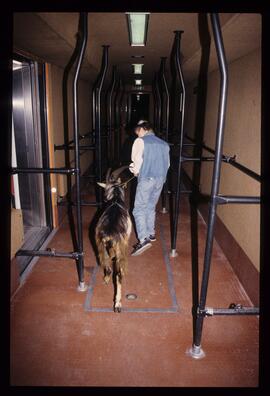 Gaisbock in U-Bahn