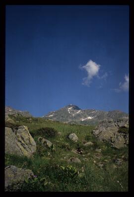 Landschaft im Sommer