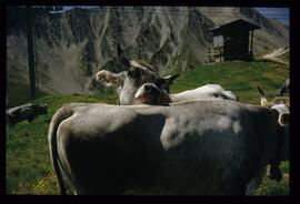 Kuehe auf der Weide